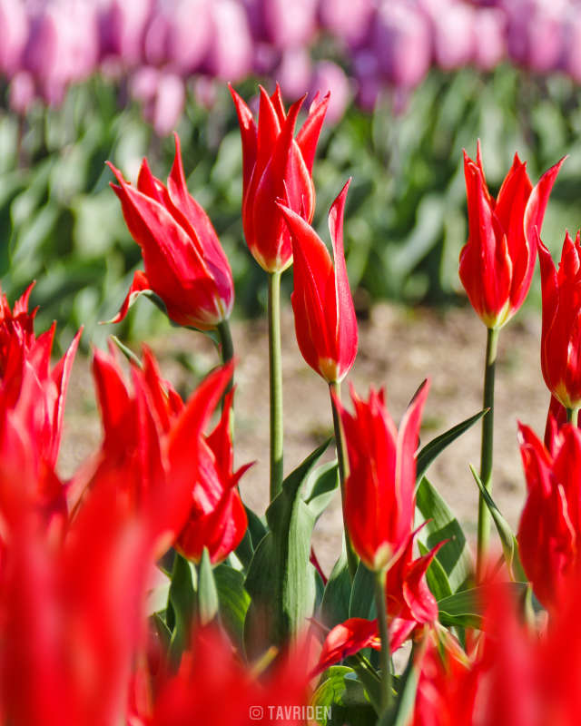 tulips-08