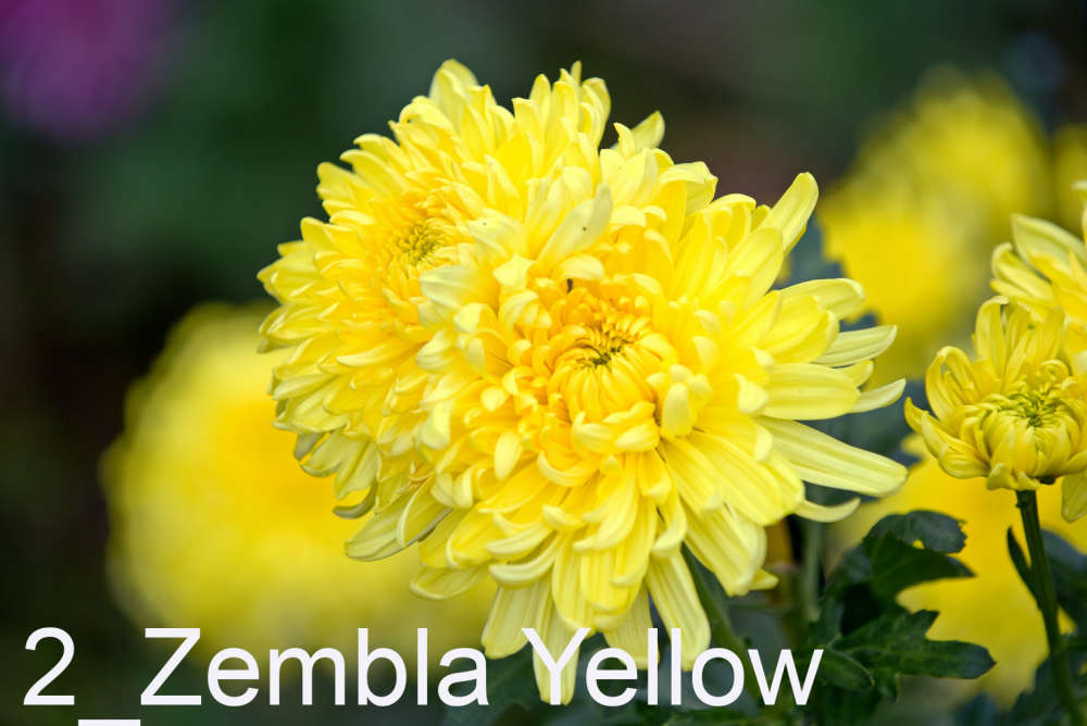 002 Zembla Yellow___