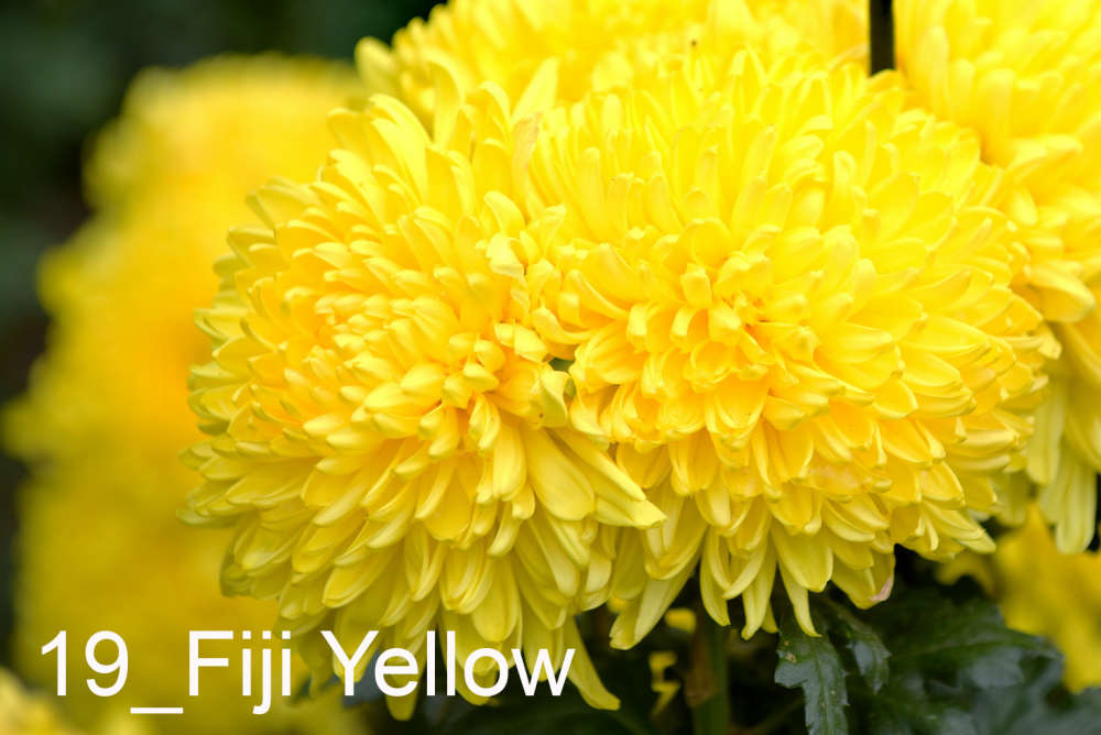 019 Fiji Yellow__