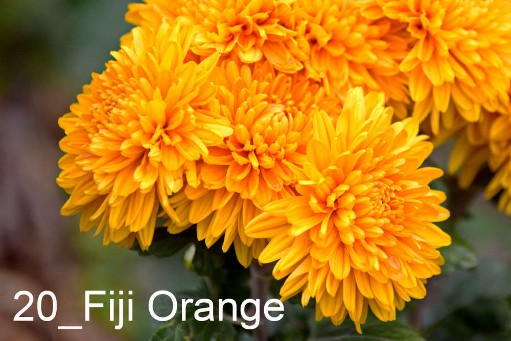020 Fiji Orange__