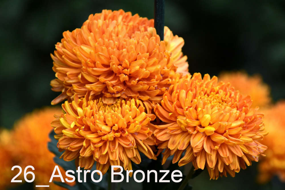 026 Astro Bronze__