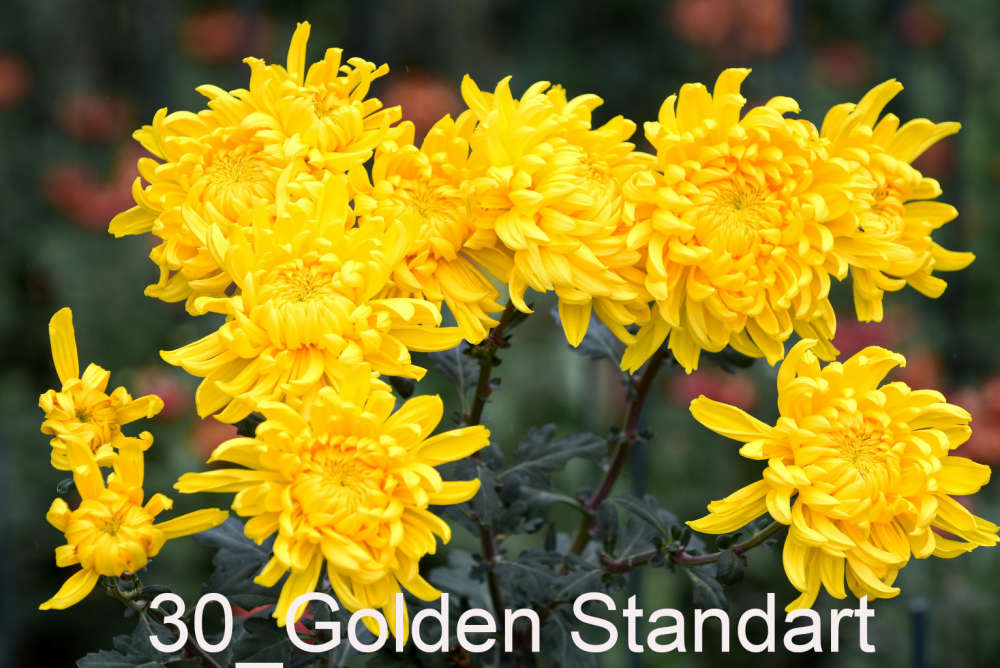 030 Golden Standart__