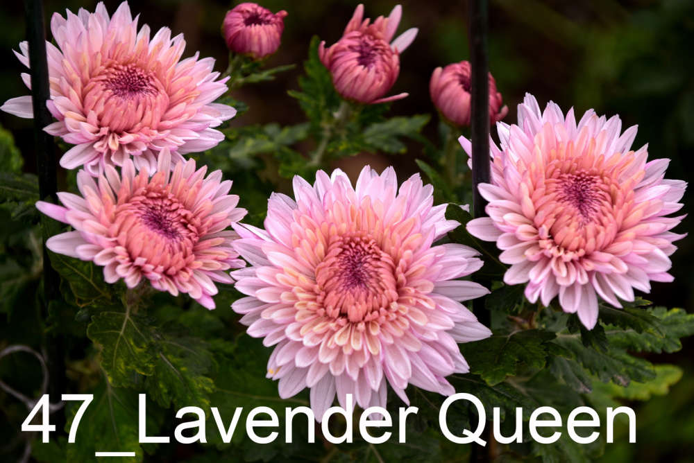 047 Lavender Queen__