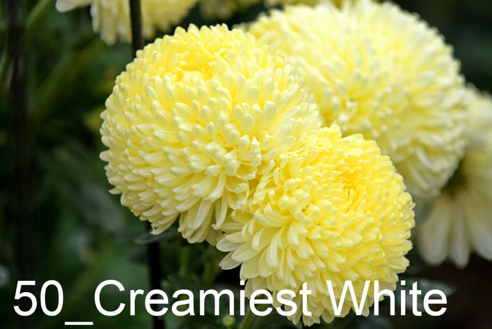 050 Creamiest White__