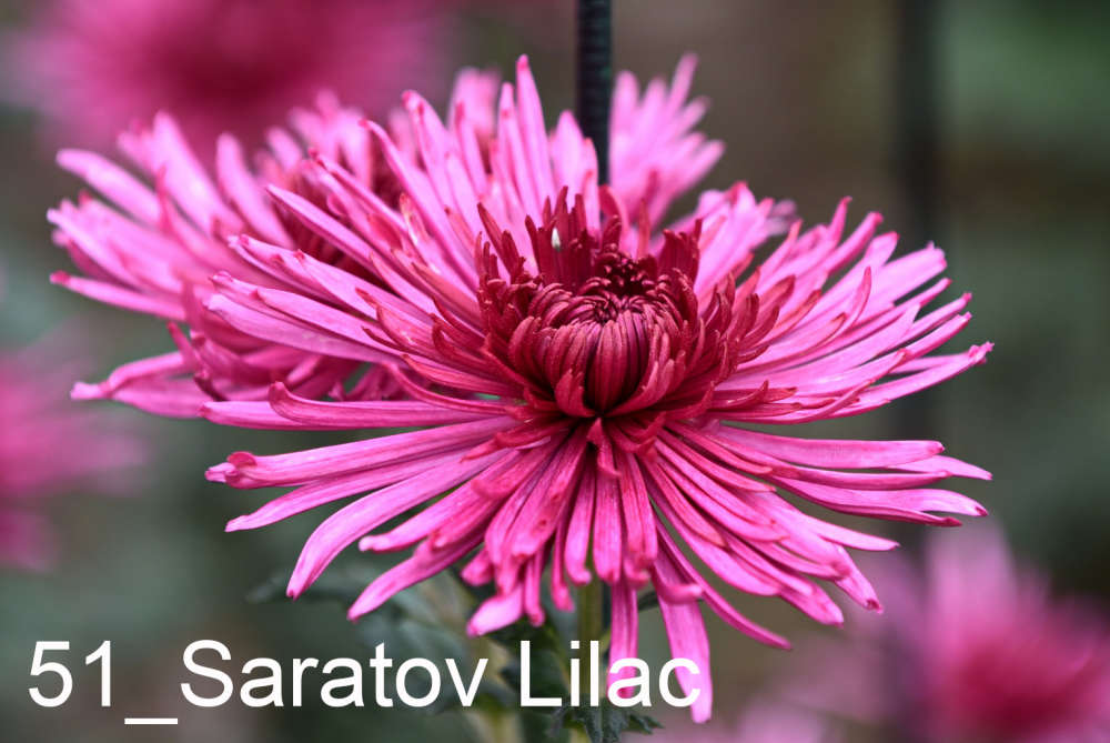 051 Saratov Lilac__