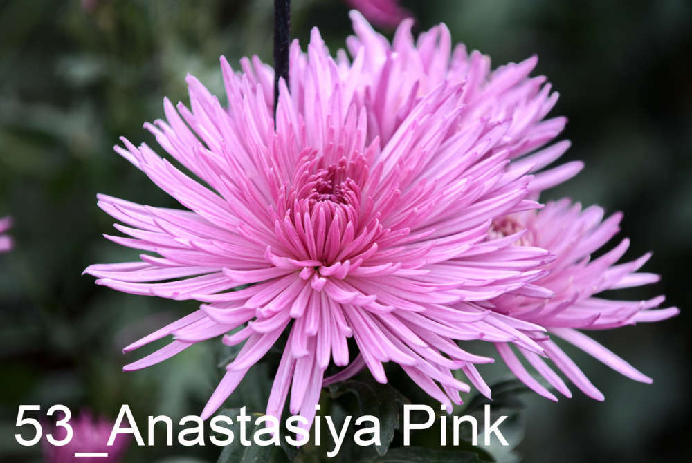 053 Anastasiya Pink__