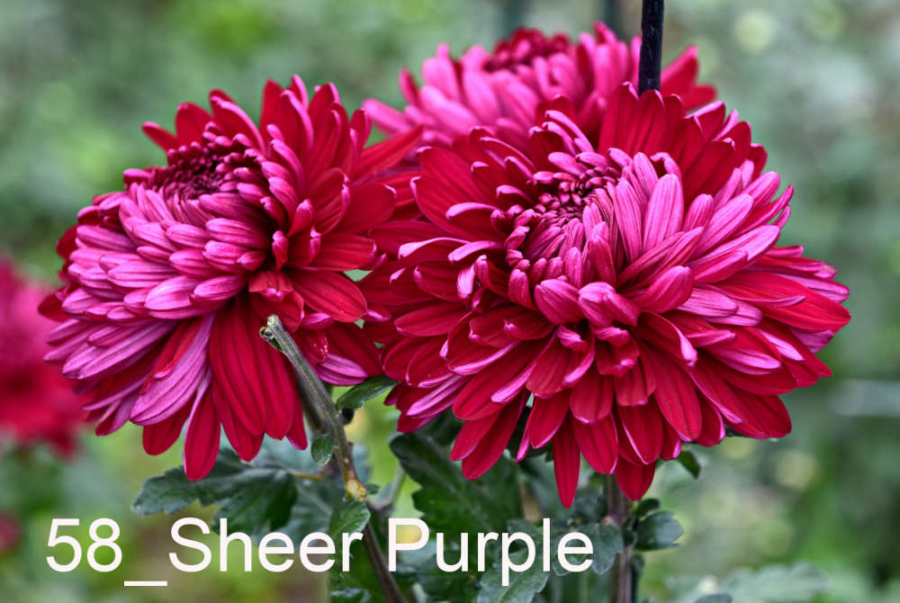 058 Sheer Purple__