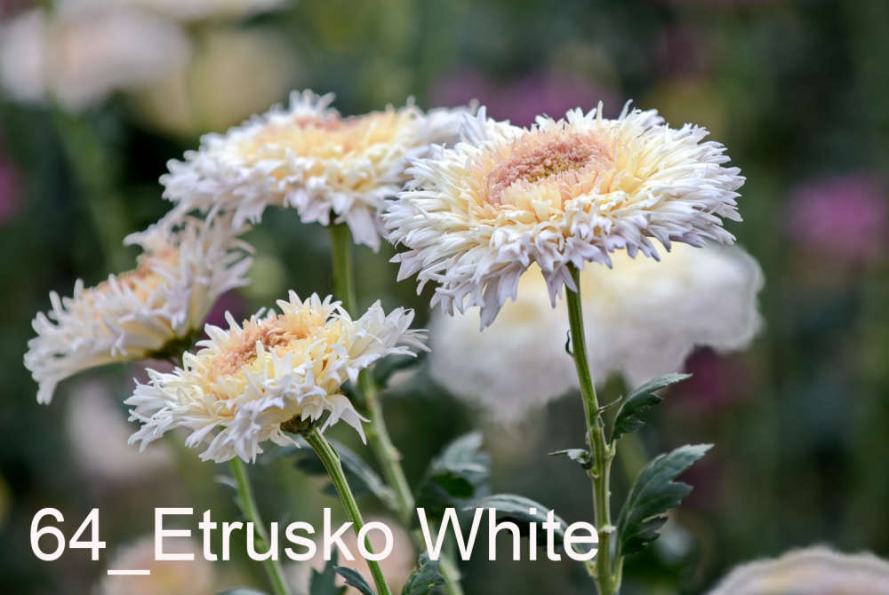 064 Etrusko White__