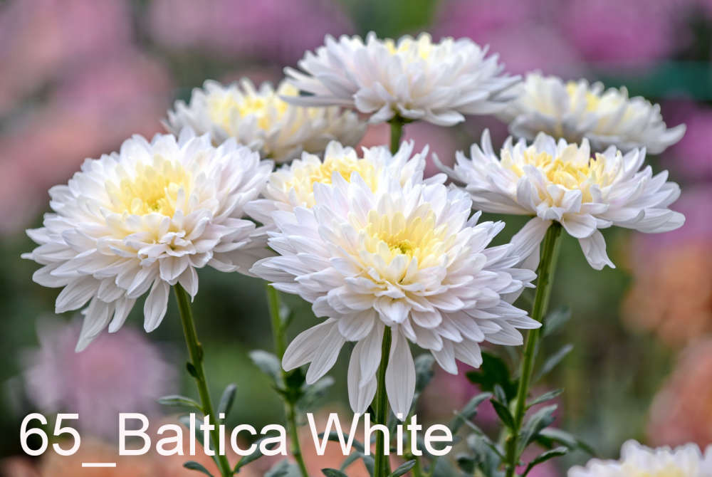 065 Baltica White__