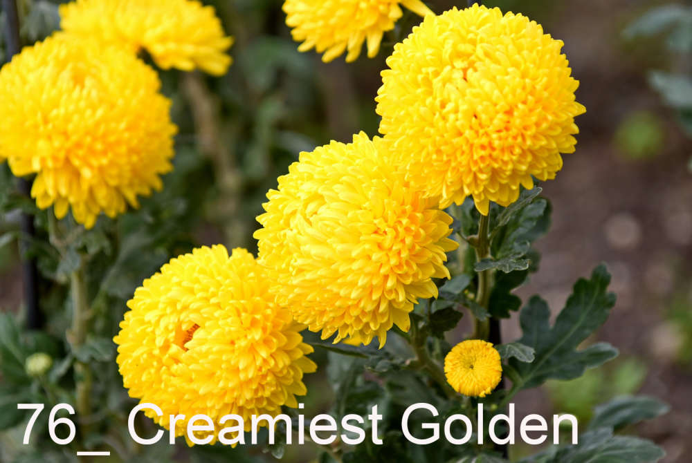 076 Creamiest Golden__
