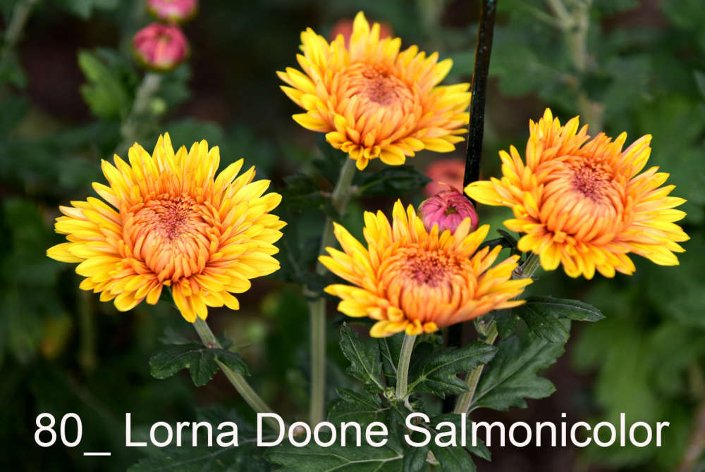 080 Lorna Doone Salmonicolor__
