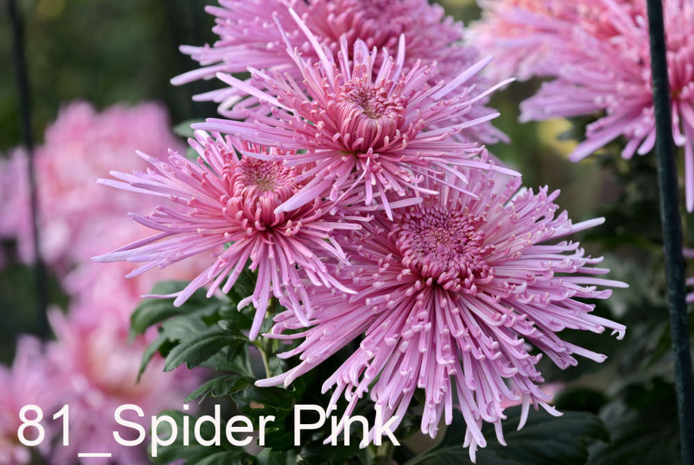 081 Spider Pink__