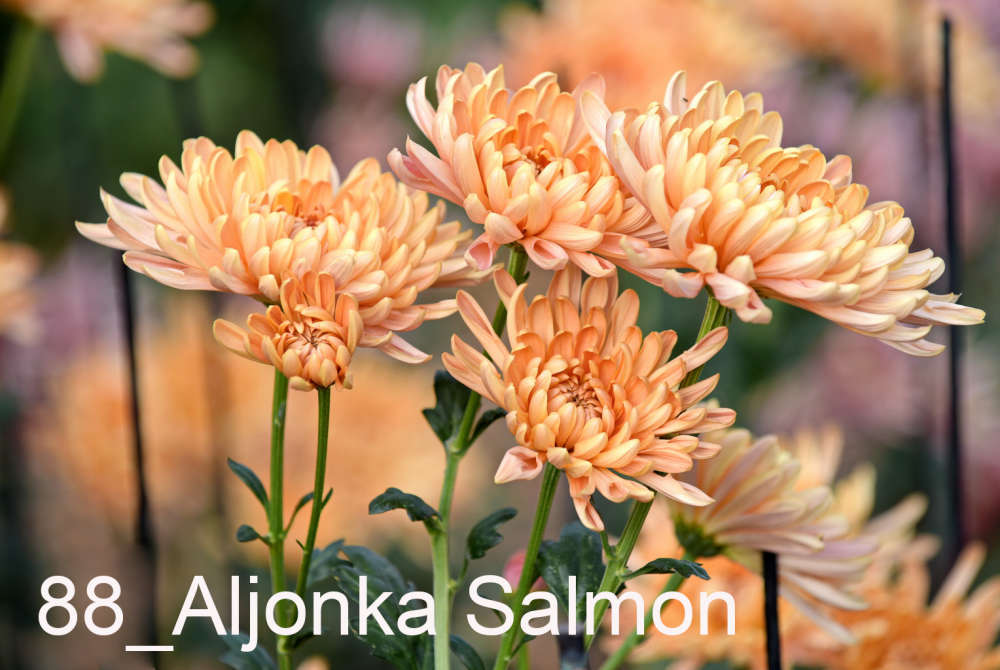 088 Aljonka Salmon__