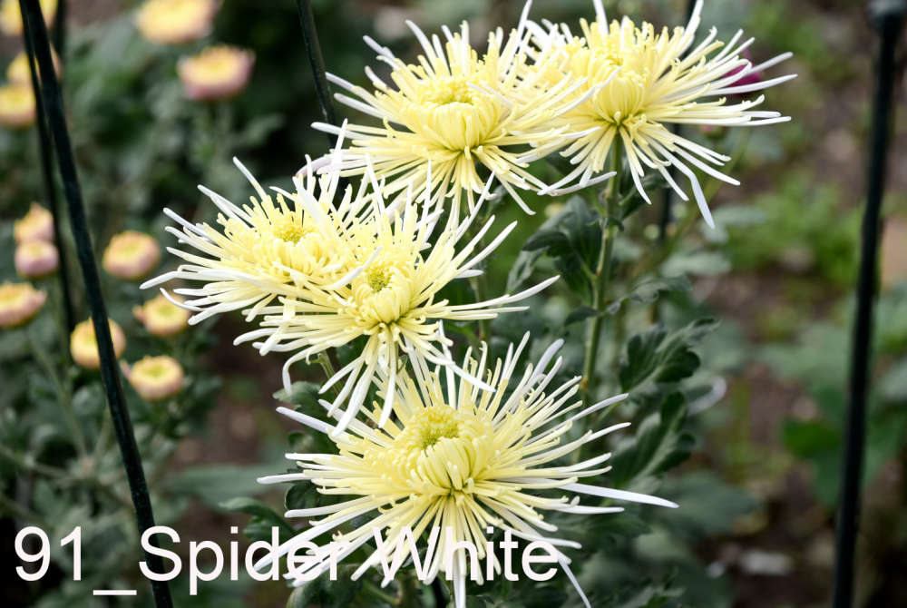 091 Spider White__