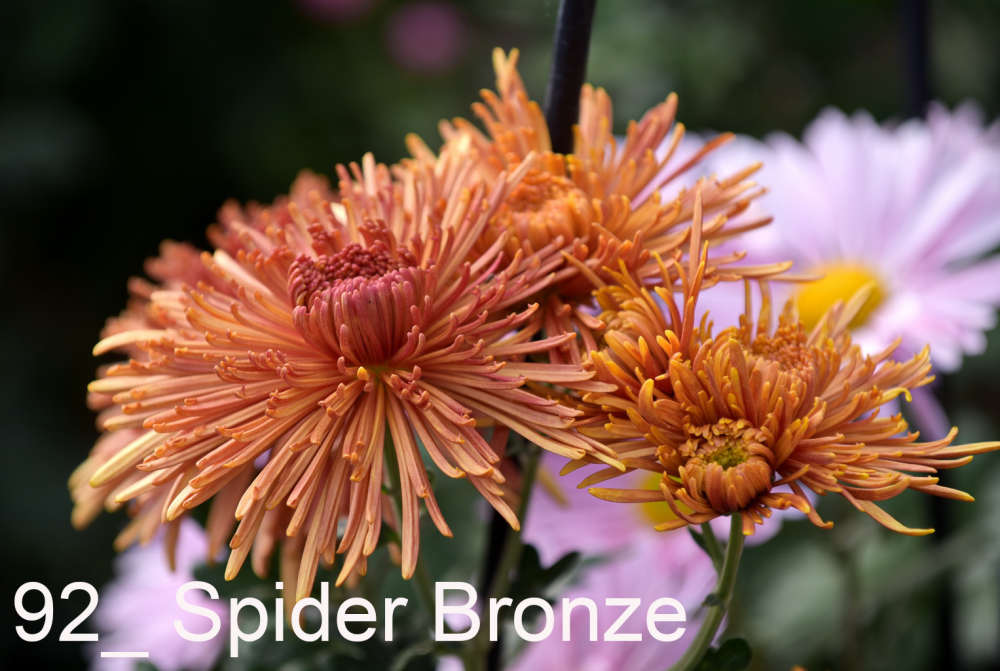 092 Spider Bronze__