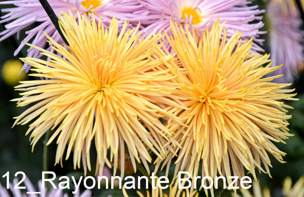 012 Rayonnante Bronze__