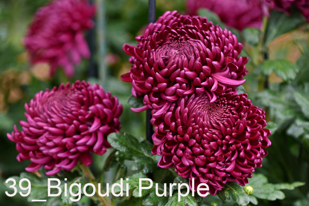 039 Bigoudi Purple__