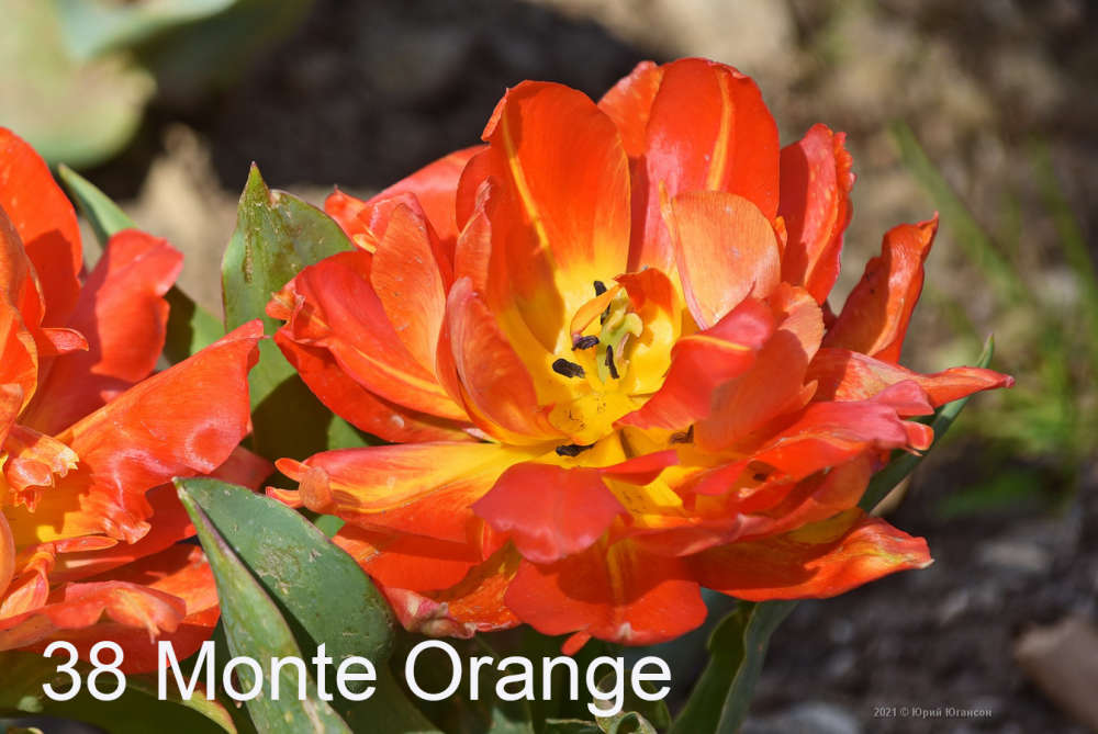 38 Monte Orange