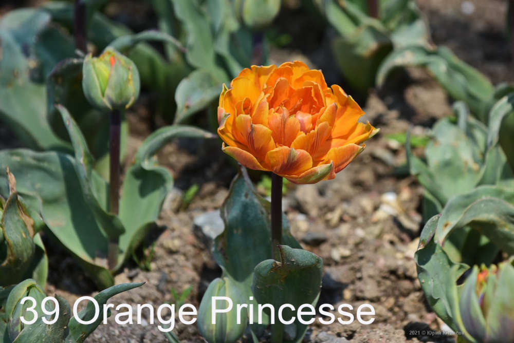 39 Orange Princesse