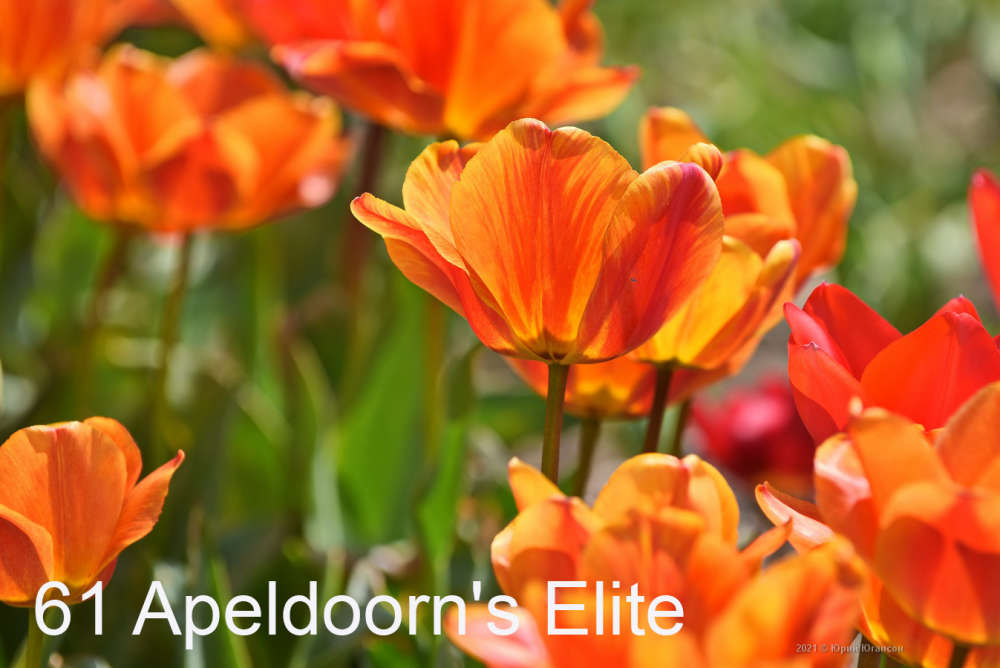 61 Apeldoorn's Elite