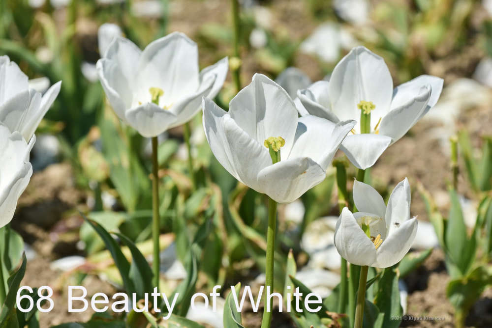 68 Beauty of White