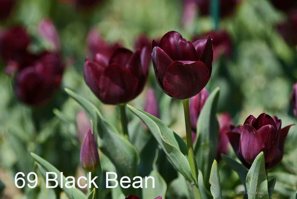 69 Black Bean