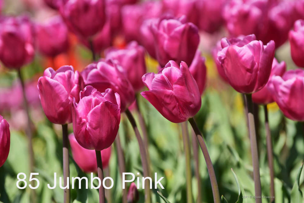85 Jumbo Pink