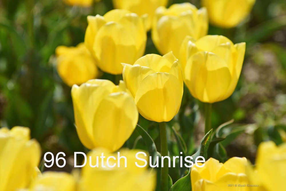 96 Dutch Sunrise