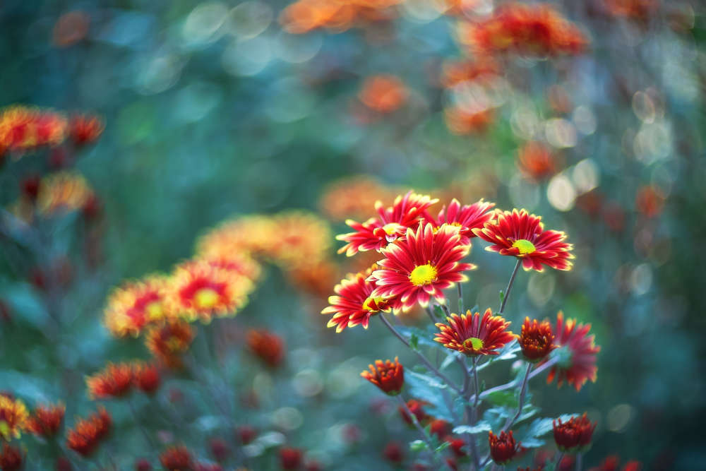 Background of red-yellow chrysanthemums. Beautiful bright chrysanthemums bloom in autumn in the garden.