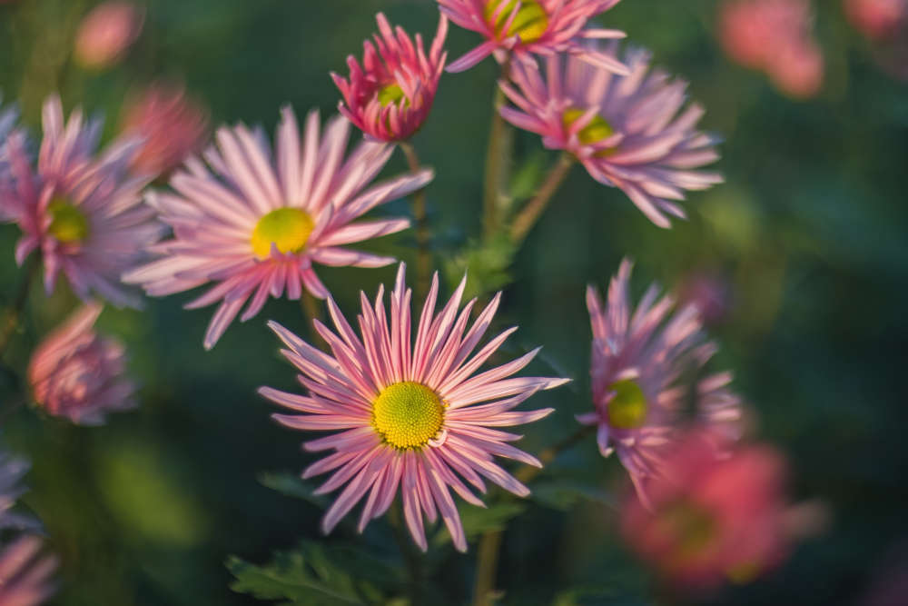 Background of pink chrysanthemums with a copy of the space. Beautiful bright chrysanthemums bloom in autumn in the garden.