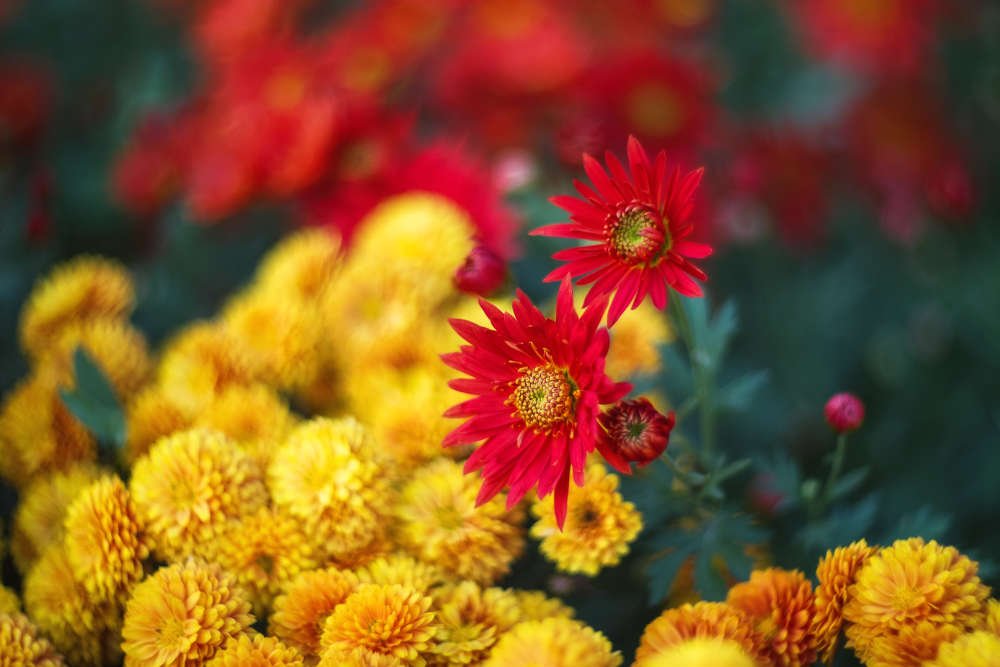 Background of red and yellow chrysanthemums. Beautiful bright chrysanthemums bloom in autumn in the garden.