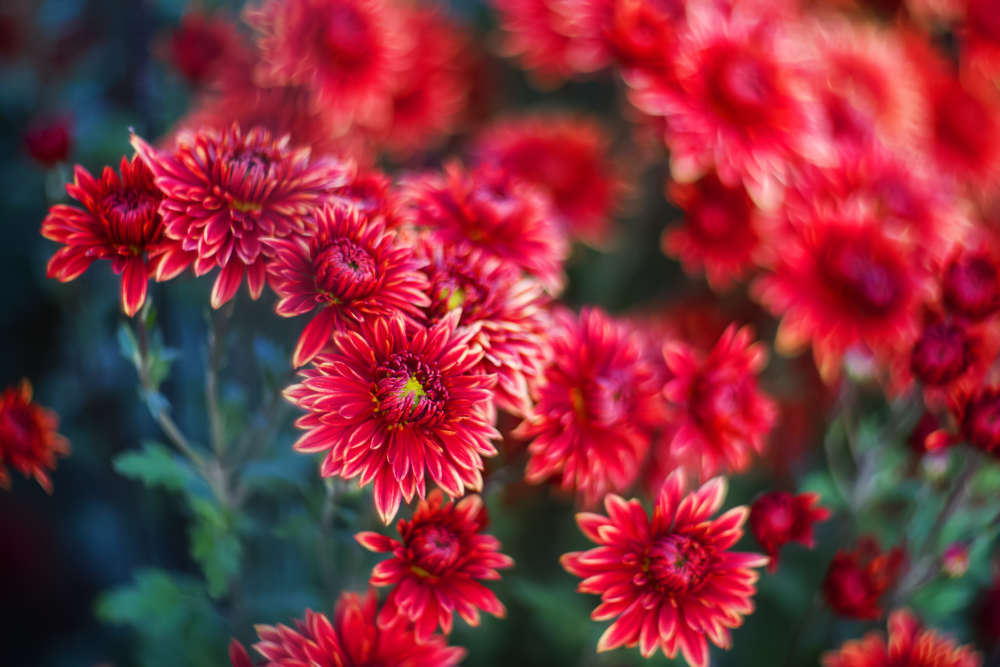 Background of red chrysanthemums. Beautiful bright chrysanthemums bloom in autumn in the garden.
