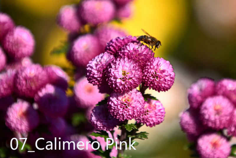 07_Calimero Pink