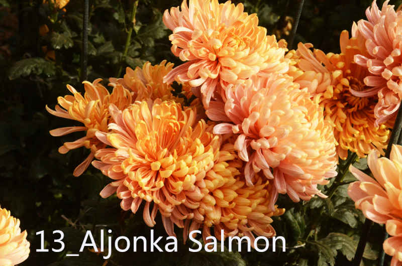 13_Aljonka Salmon