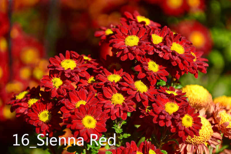 16_Sienna Red