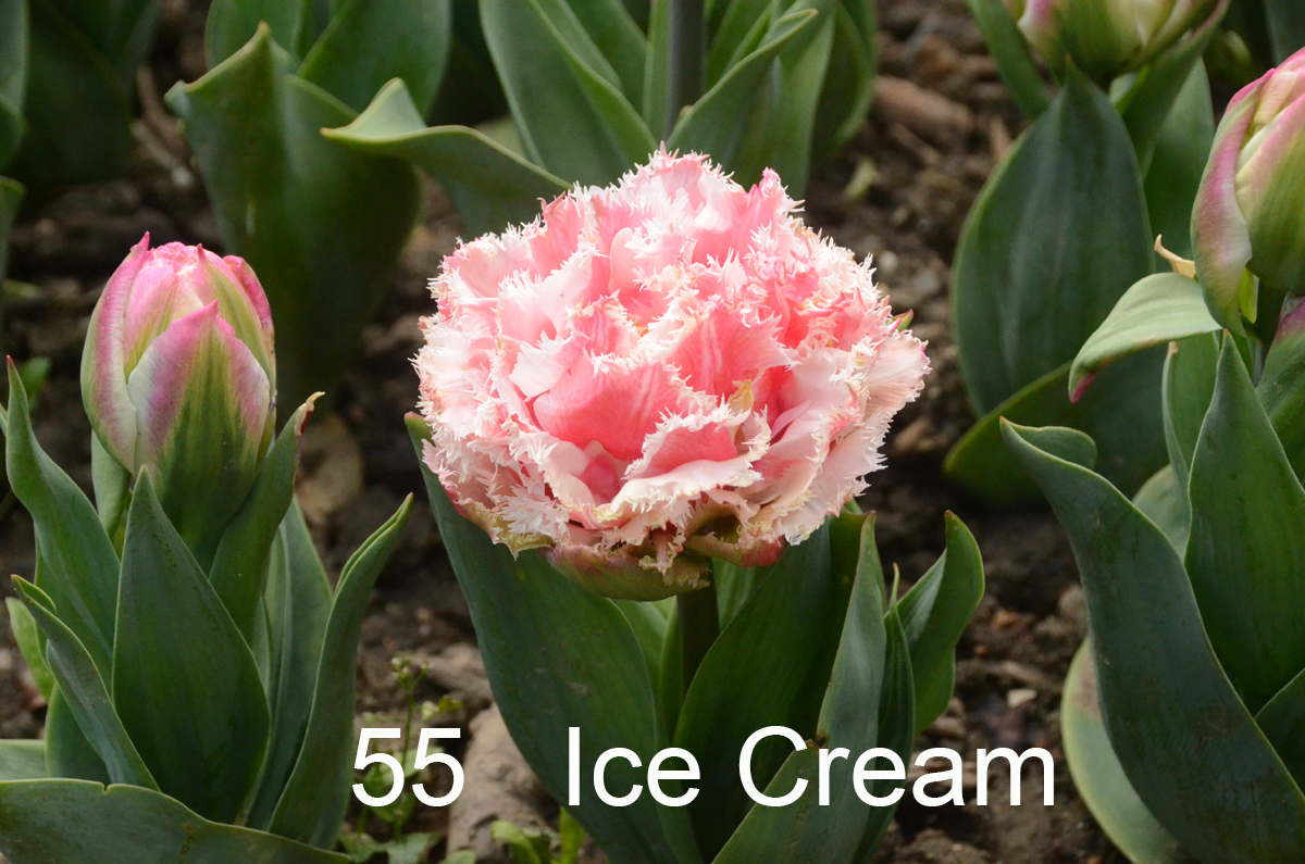 55 Ice Cream