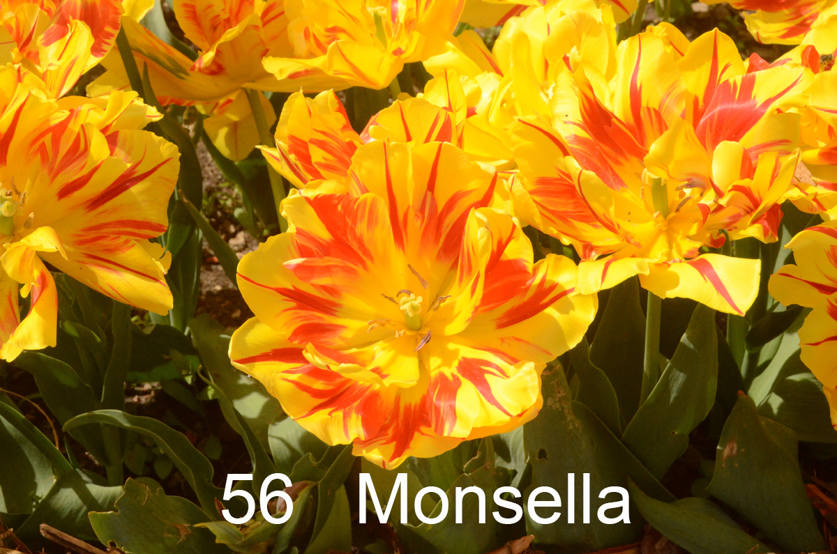 56 Monsella