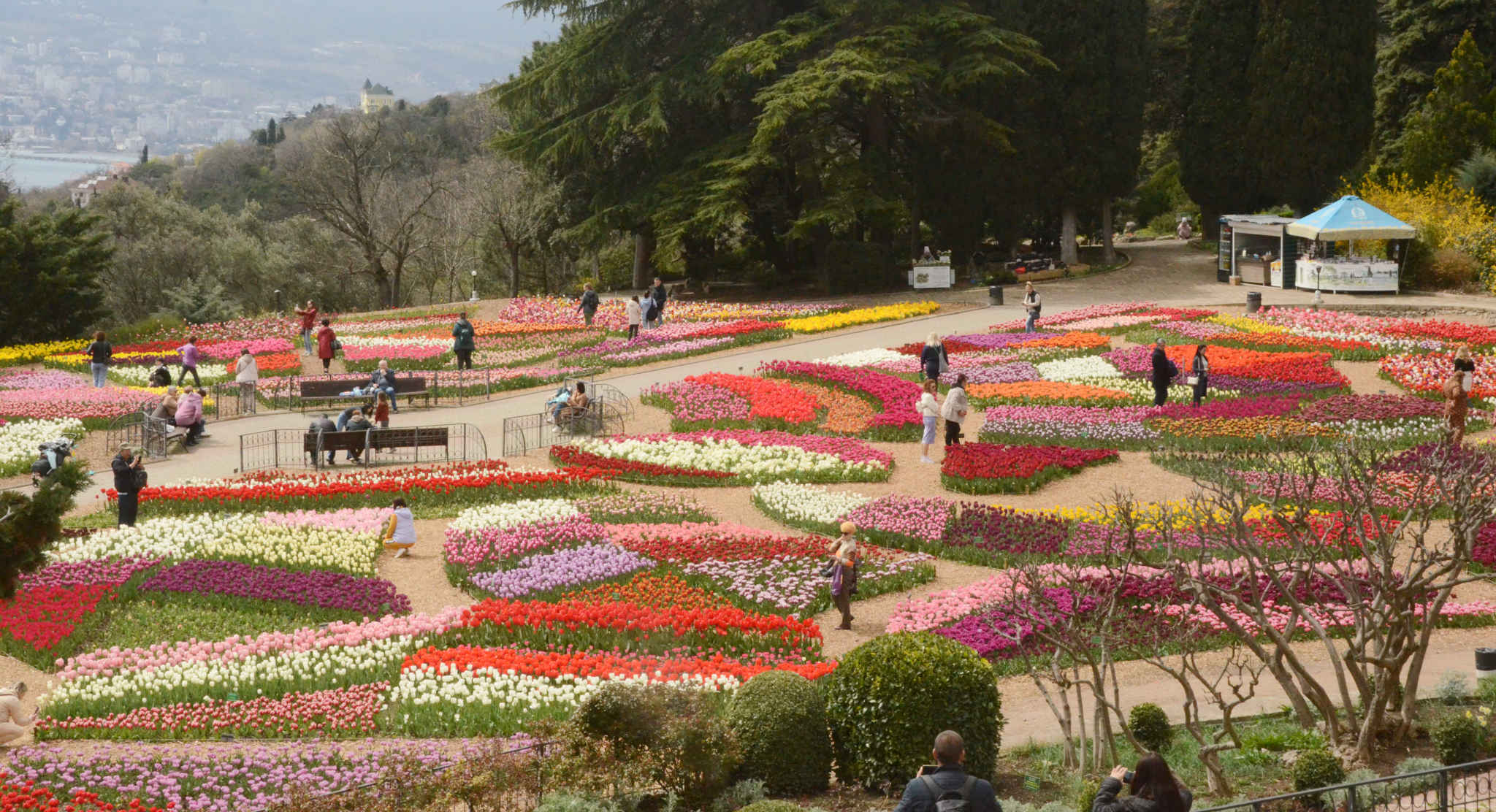 Парад тюльпанов Никитский Ботанический сад 2023