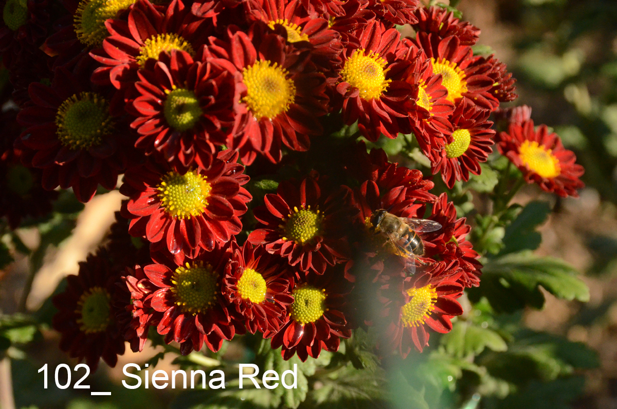 102_Sienna Red