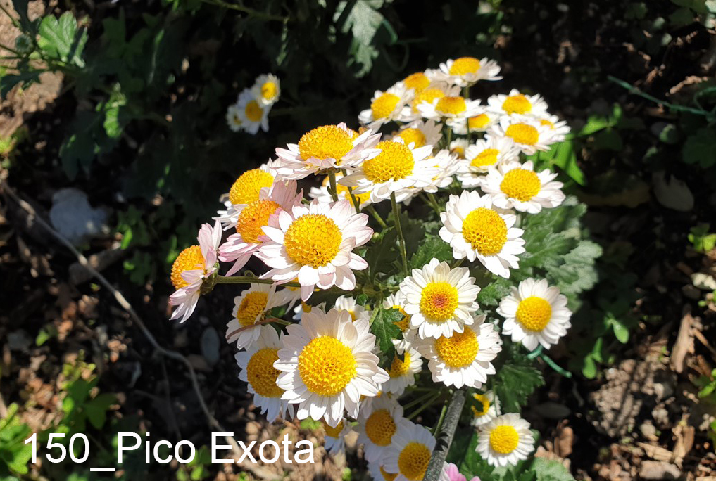 150_Pico Exota
