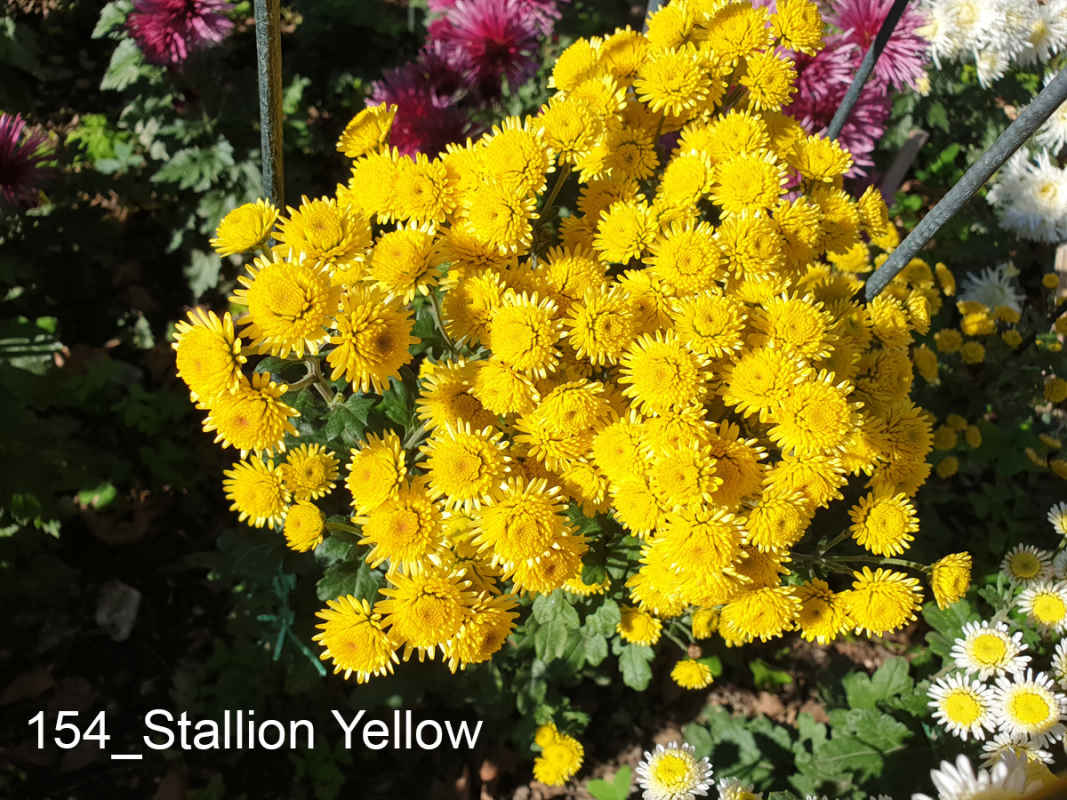 154_Stallion Yellow