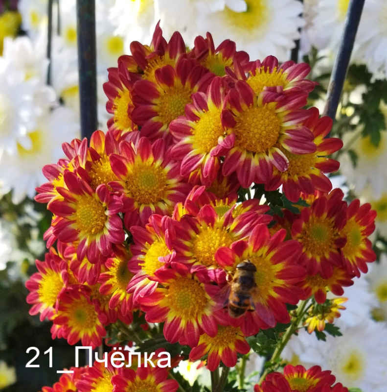21_Пчёлка