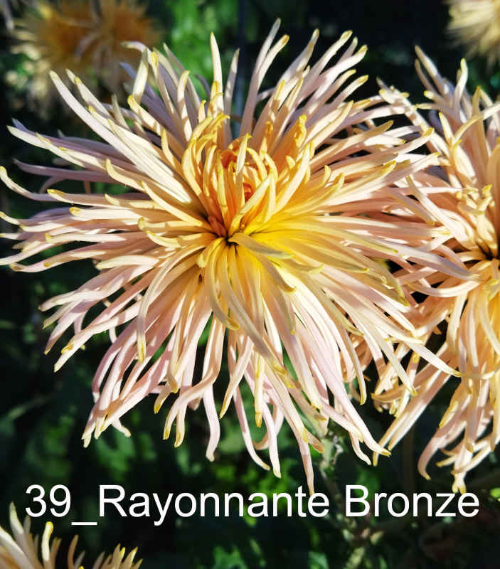 39_Rayonnante Bronze