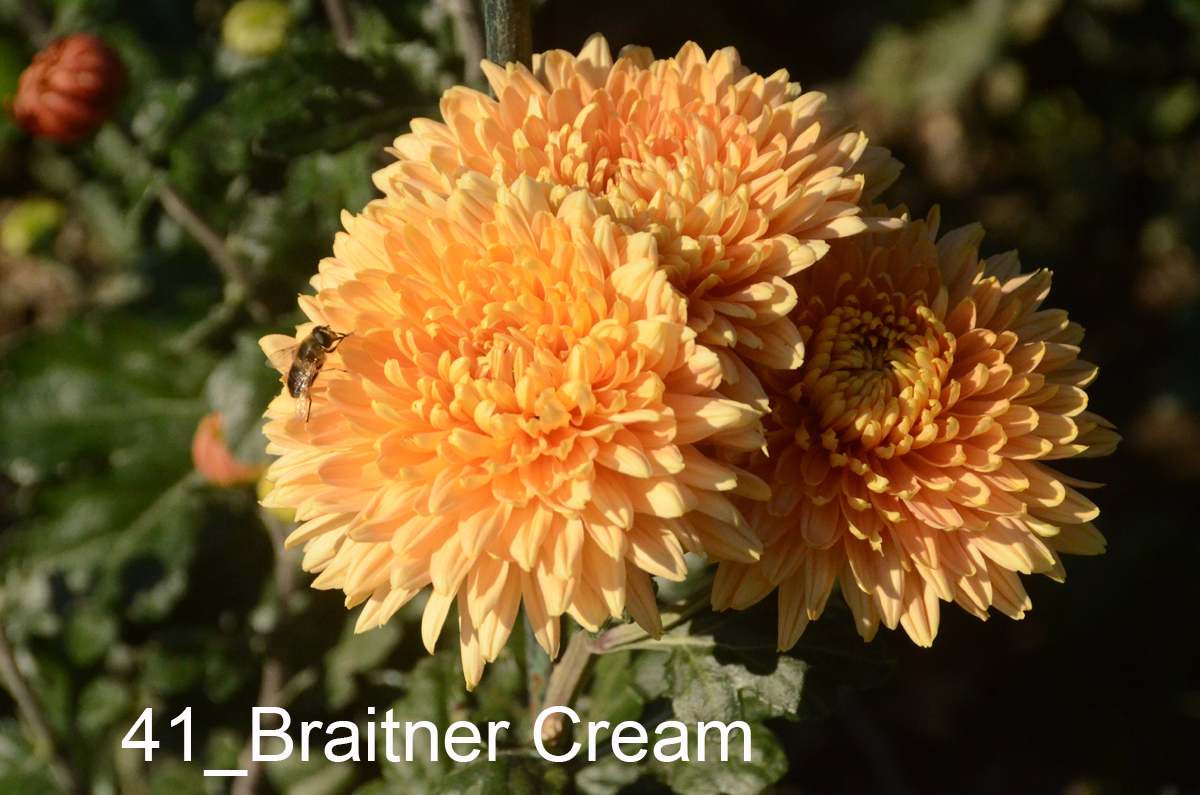 41_Braitner Cream