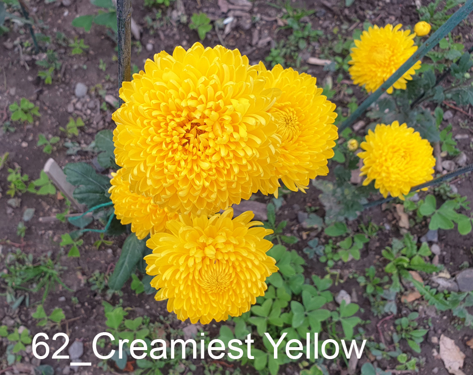 62_Creamiest Yellow