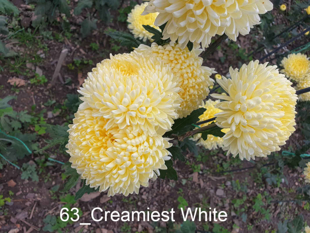 63_Creamiest White
