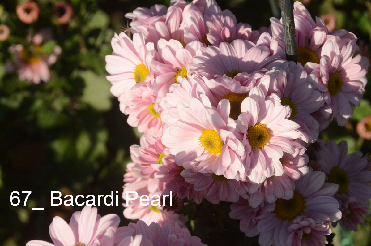 67_Bacardi Pearl