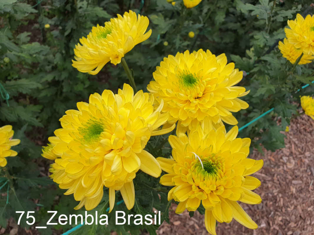 75_Zembla Brasil