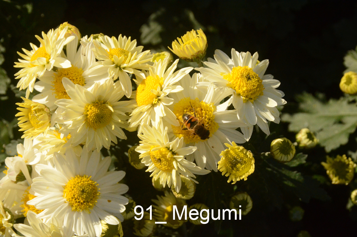 91_Megumi