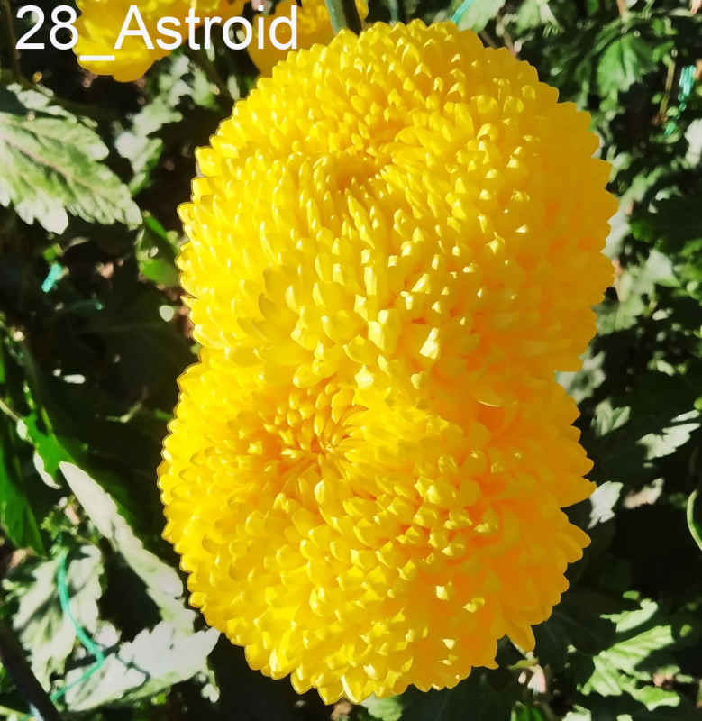 Astroid- 28